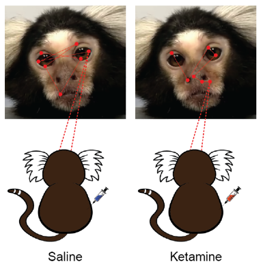 graphical abstract